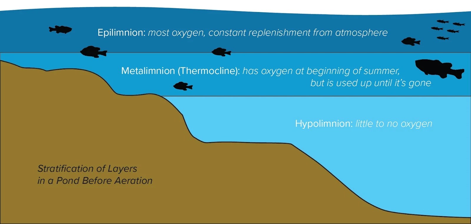 Lake and Pond Stratification What, When, Why and How?